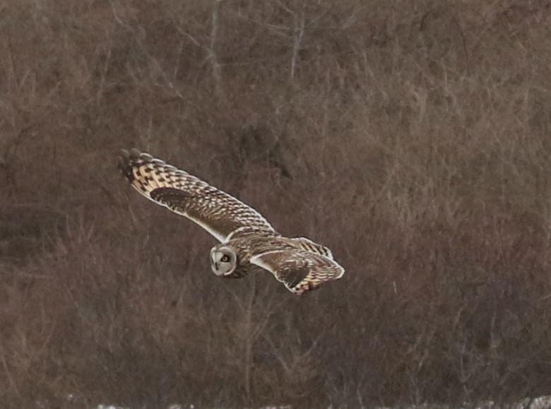 Short-eared Owl - Bob  Crowley