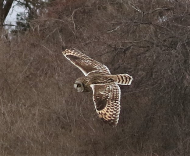 Short-eared Owl - Bob  Crowley