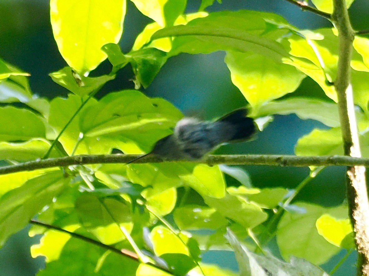 Charming Hummingbird - ML543173231