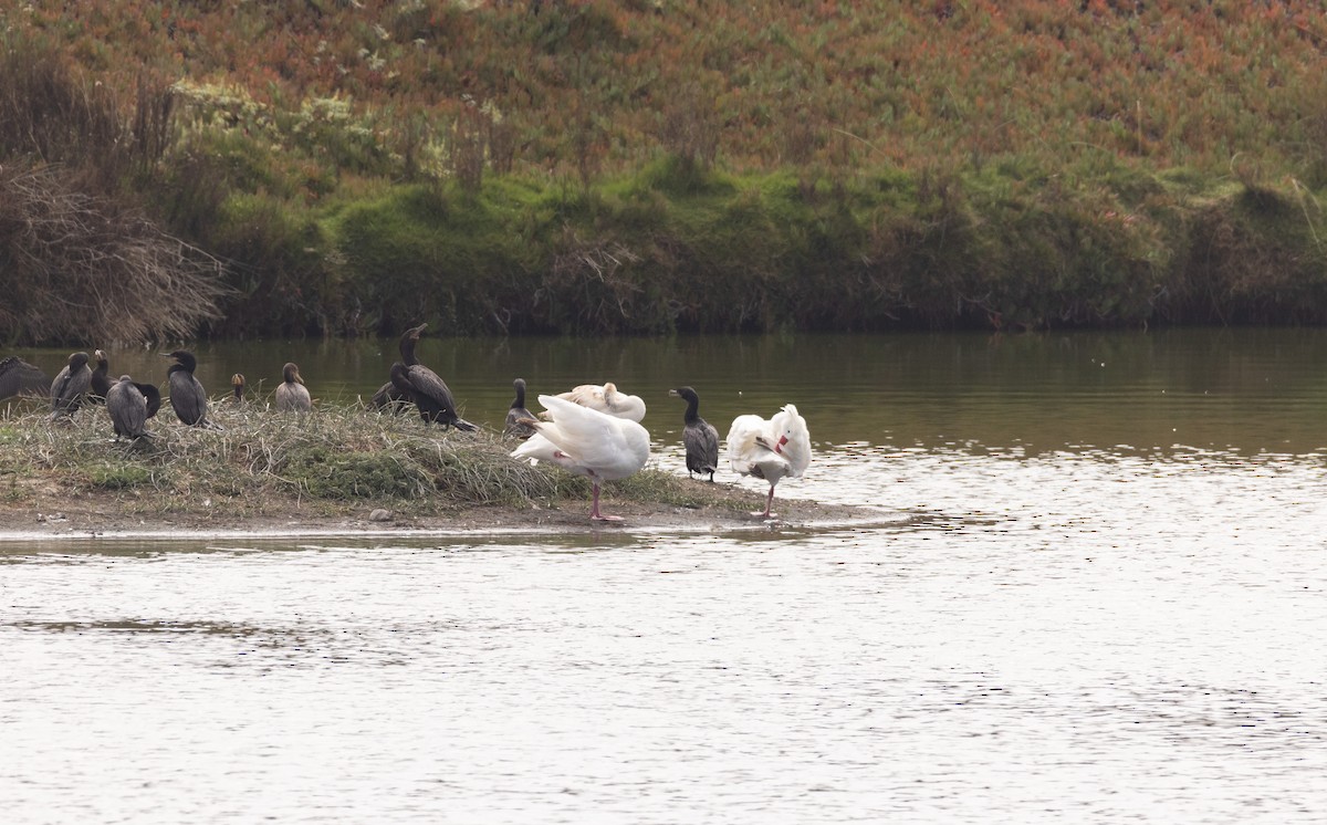 Cisne Coscoroba - ML543173581