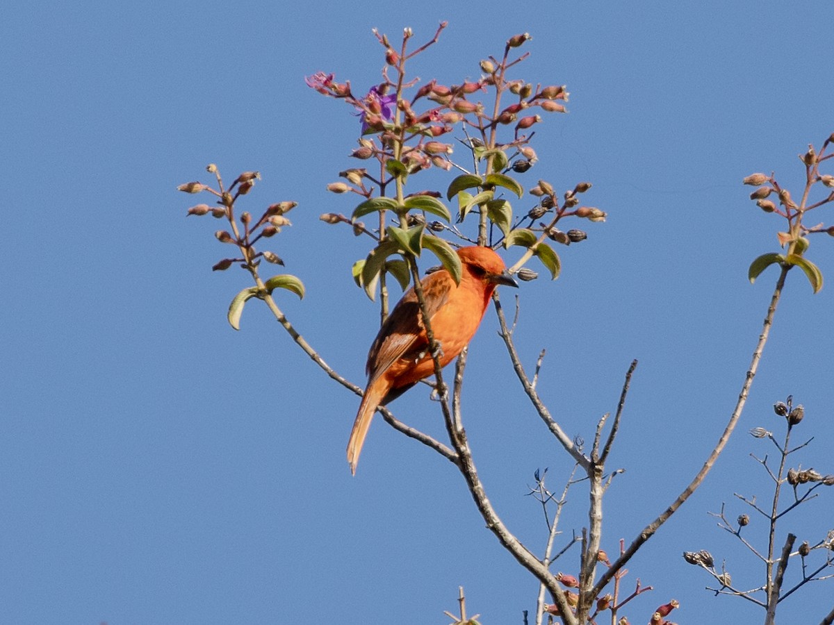 Hepatic Tanager - ML543175421