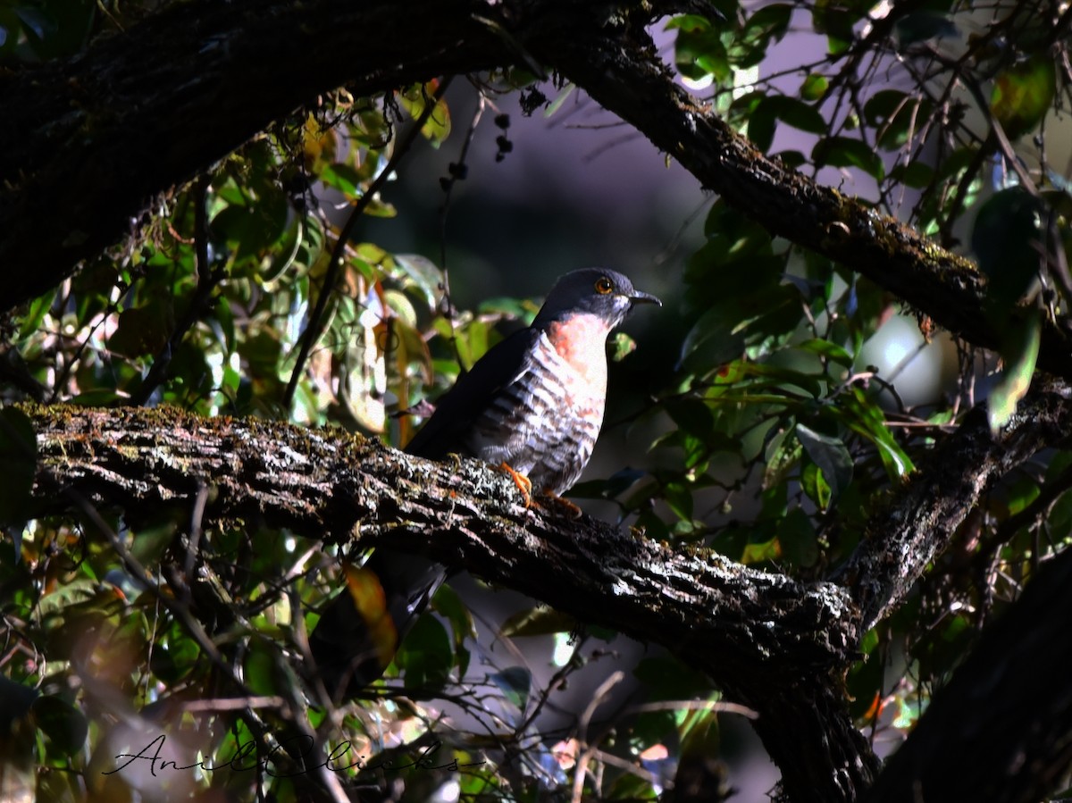 Large Hawk-Cuckoo - ML543175511