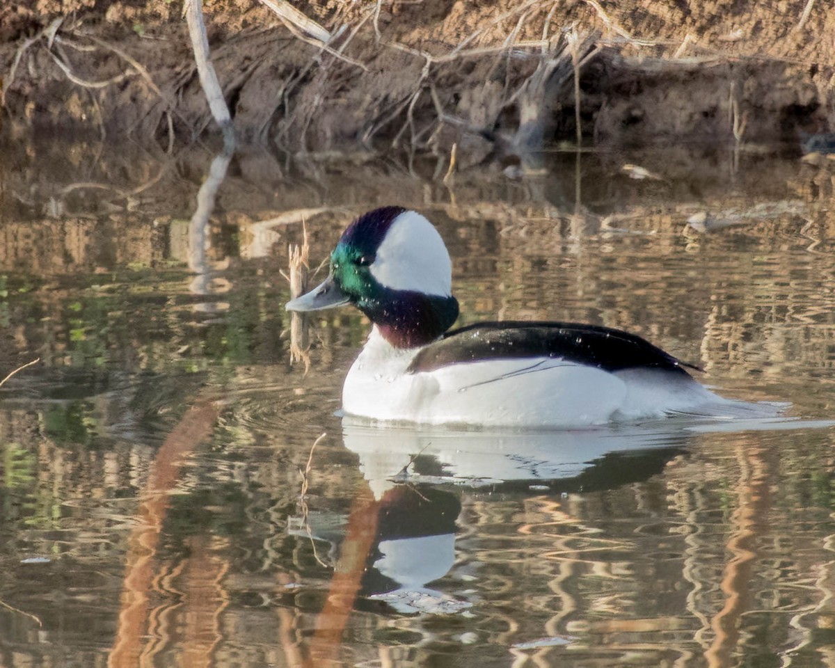 Bufflehead - ML543175551