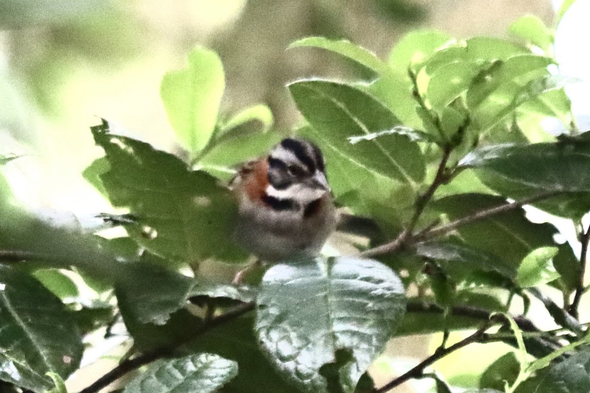 Rufous-collared Sparrow - Jeremy McEntire