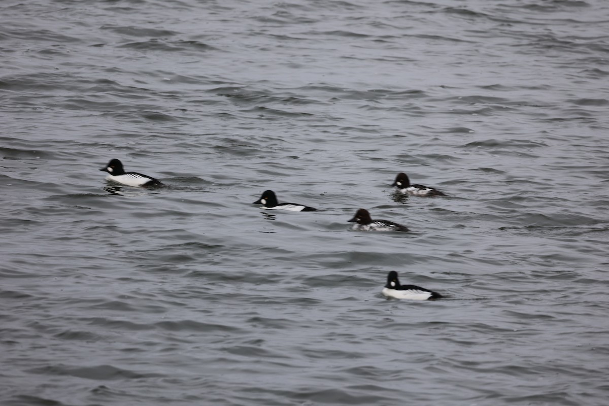 Common Goldeneye - ML543177511