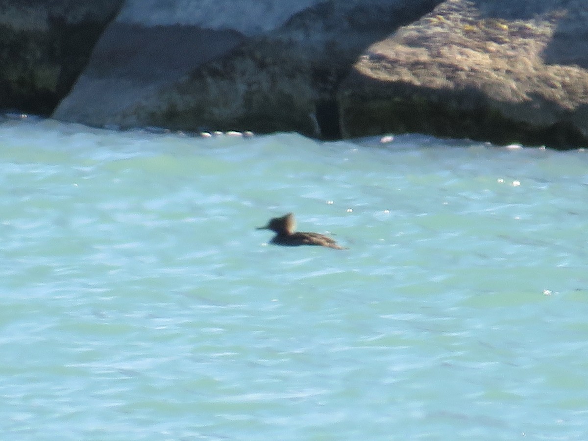 Hooded Merganser - ML543178641