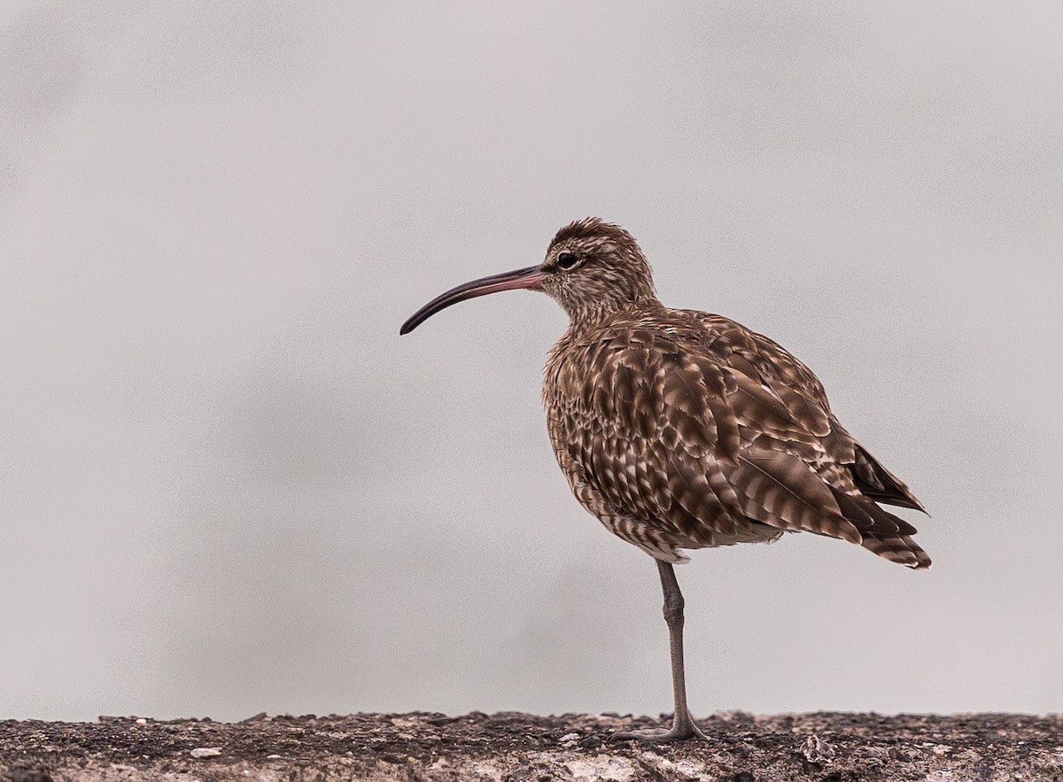 Regenbrachvogel - ML543178701