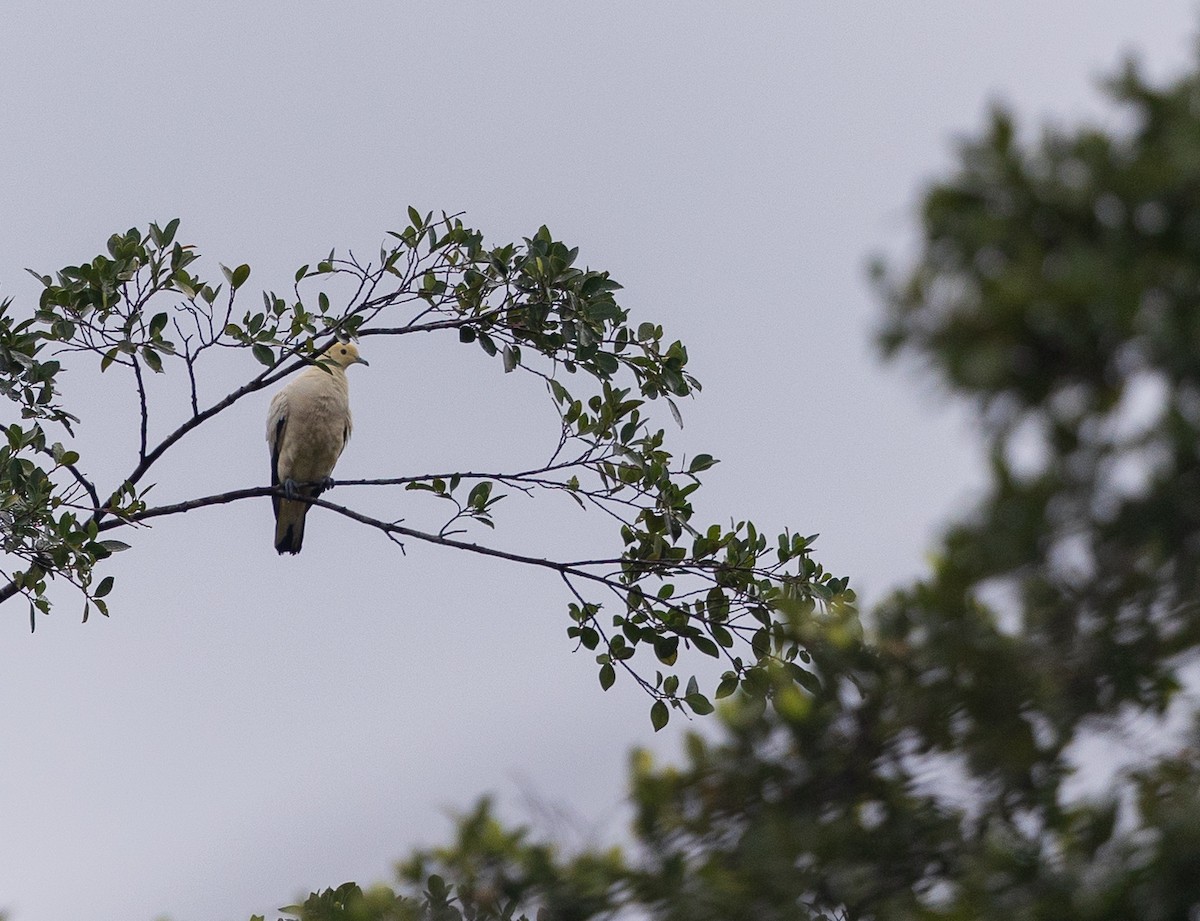 Pied Imperial-Pigeon - ML543179561