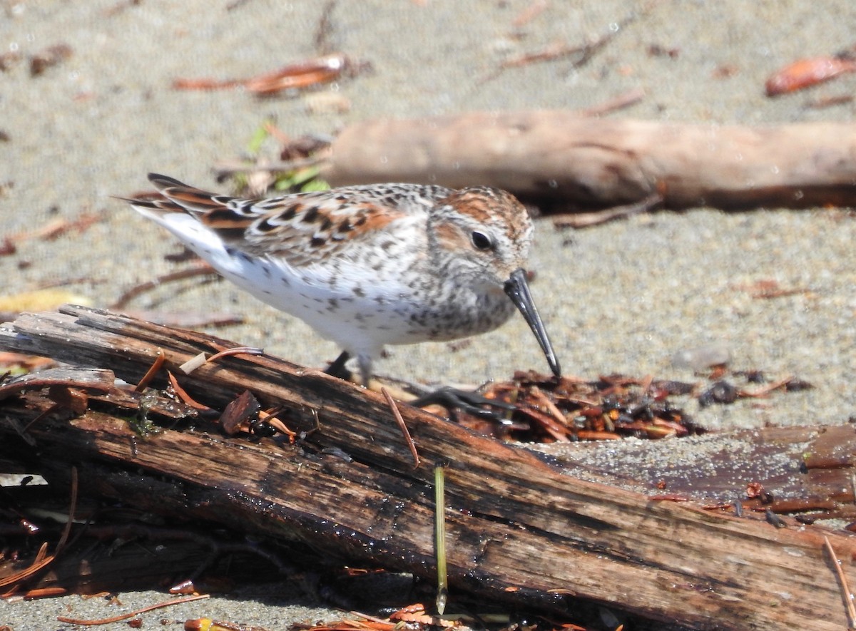 Western Sandpiper - ML543181271