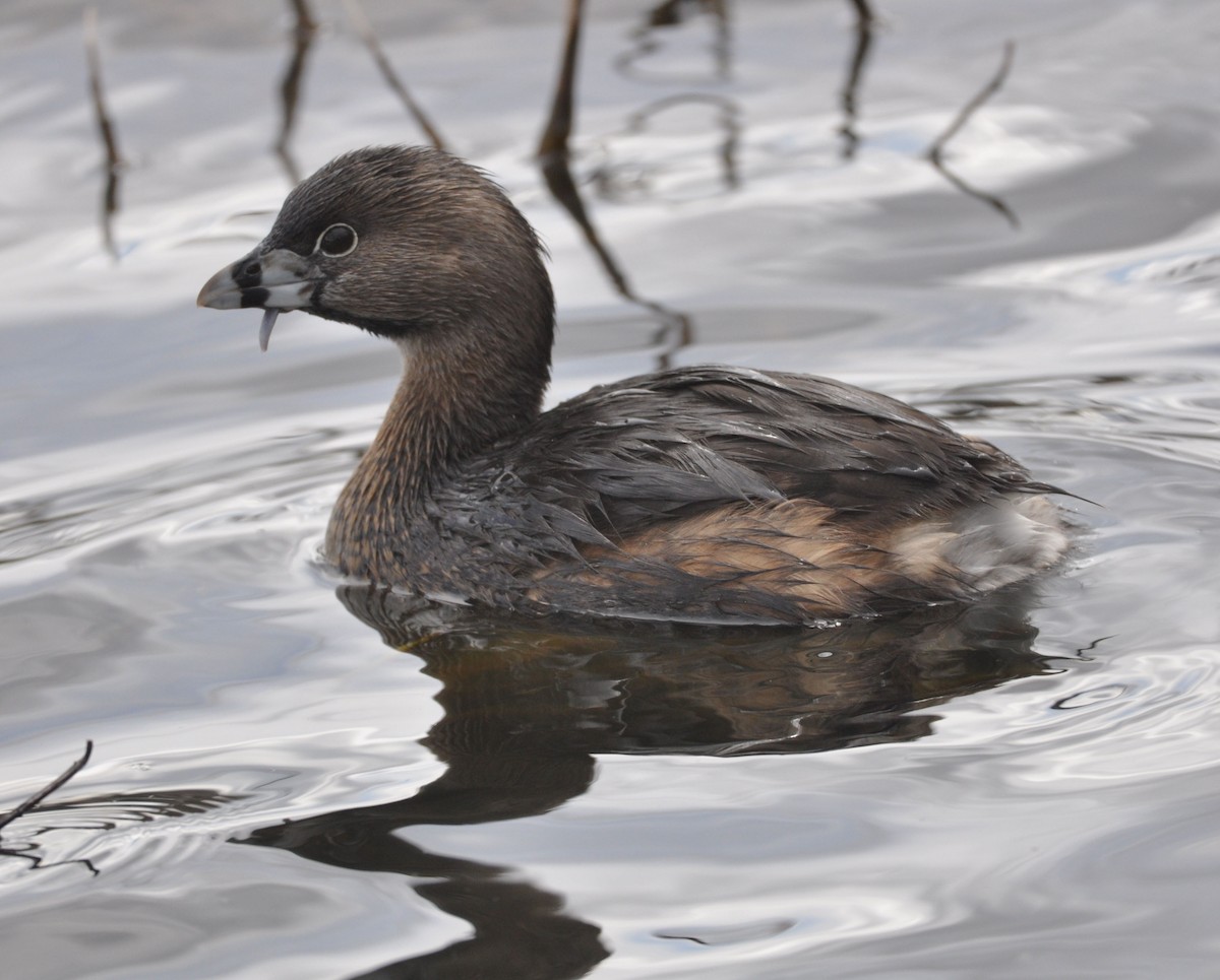 Pied-billed Grebe - Marc Fenner