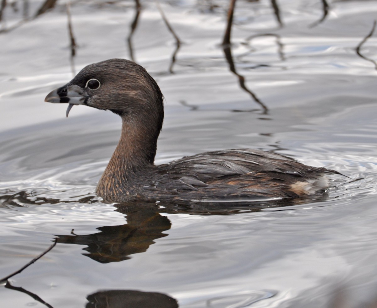 Pied-billed Grebe - Marc Fenner