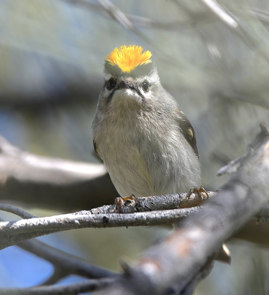 Golden-crowned Kinglet - Bob Fields