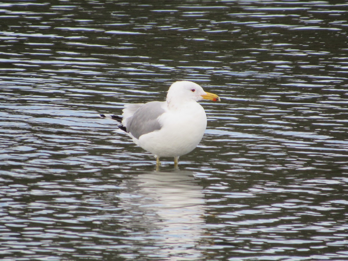 California Gull - Bob Hay