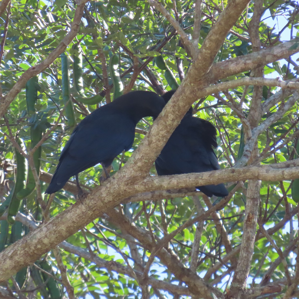 Cuban Crow - ML543185291