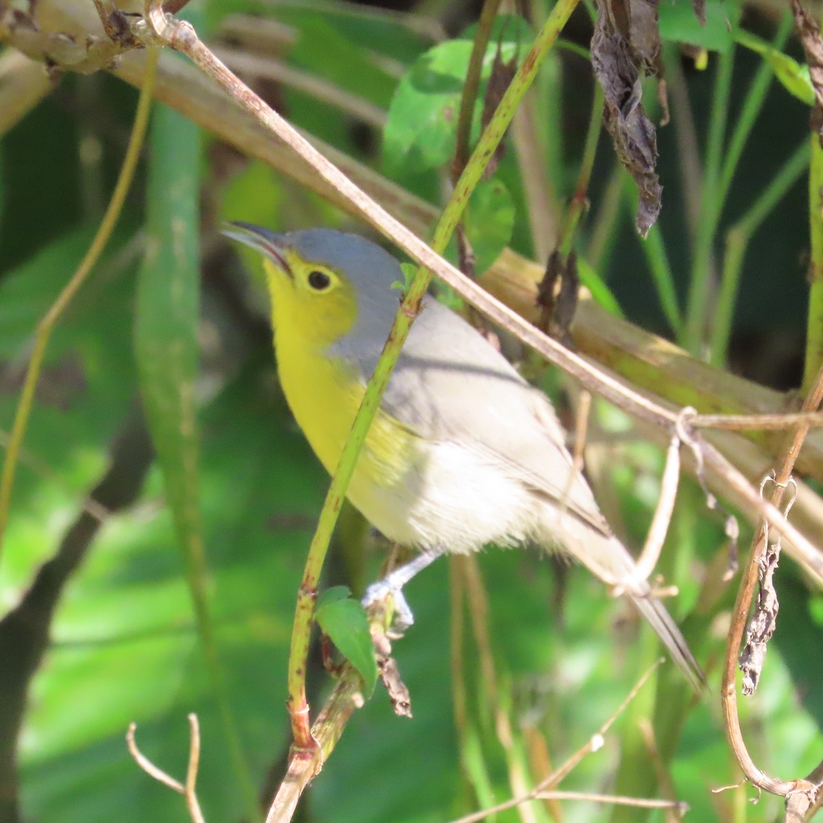 Oriente Warbler - Mackenzie Goldthwait