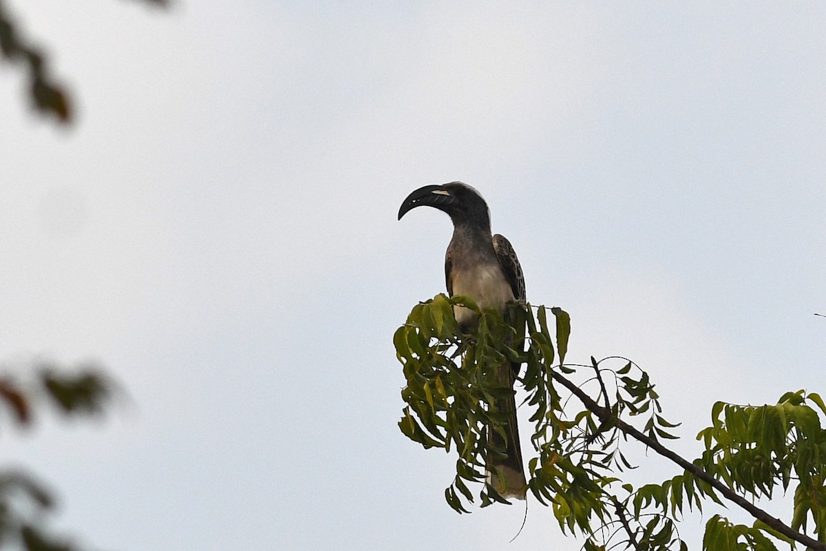 African Gray Hornbill - ML543189341