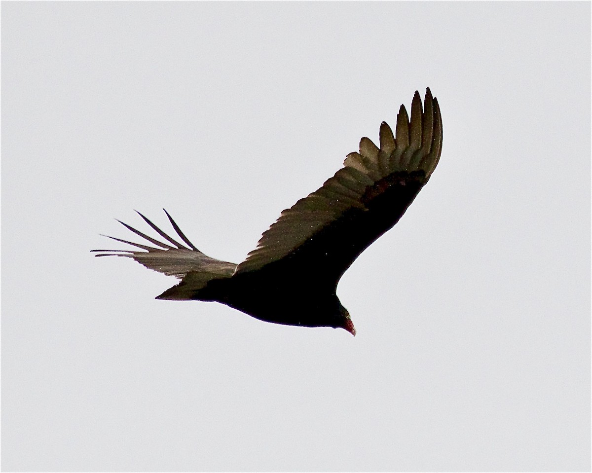 Turkey Vulture - ML543189661