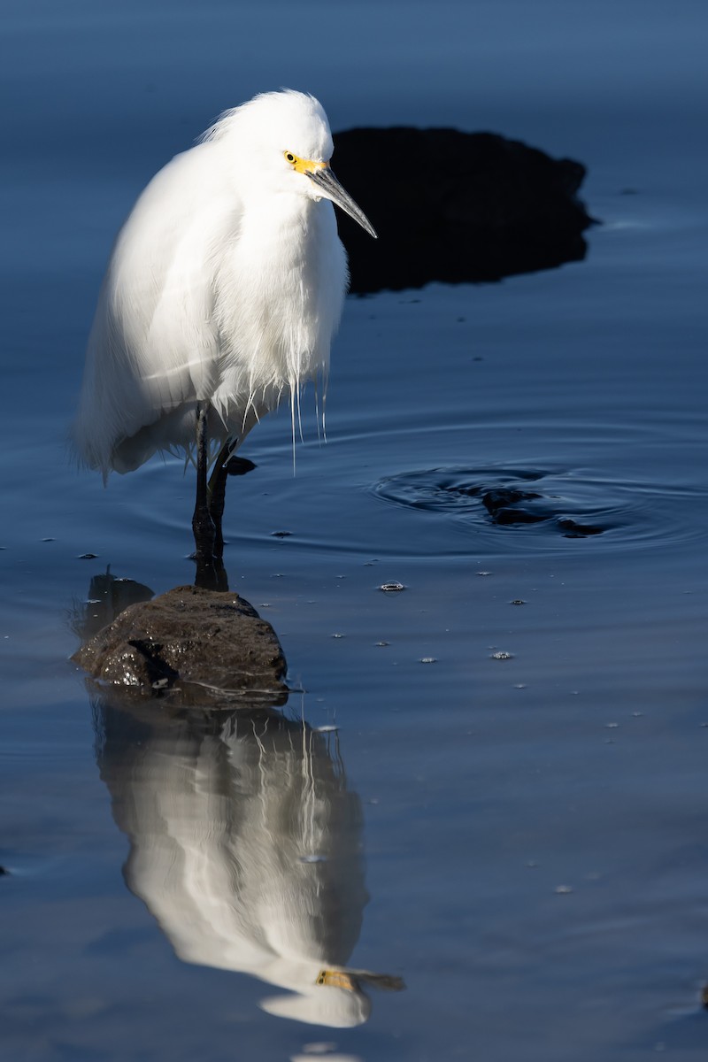 Snowy Egret - ML543190141