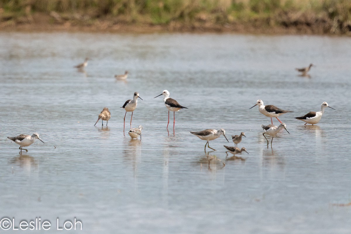 Black-winged Stilt - Leslie Loh