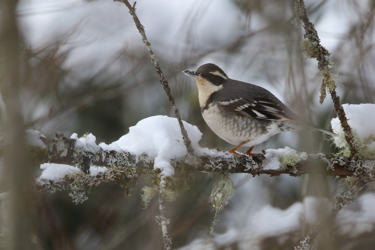 Varied Thrush - ML543192241