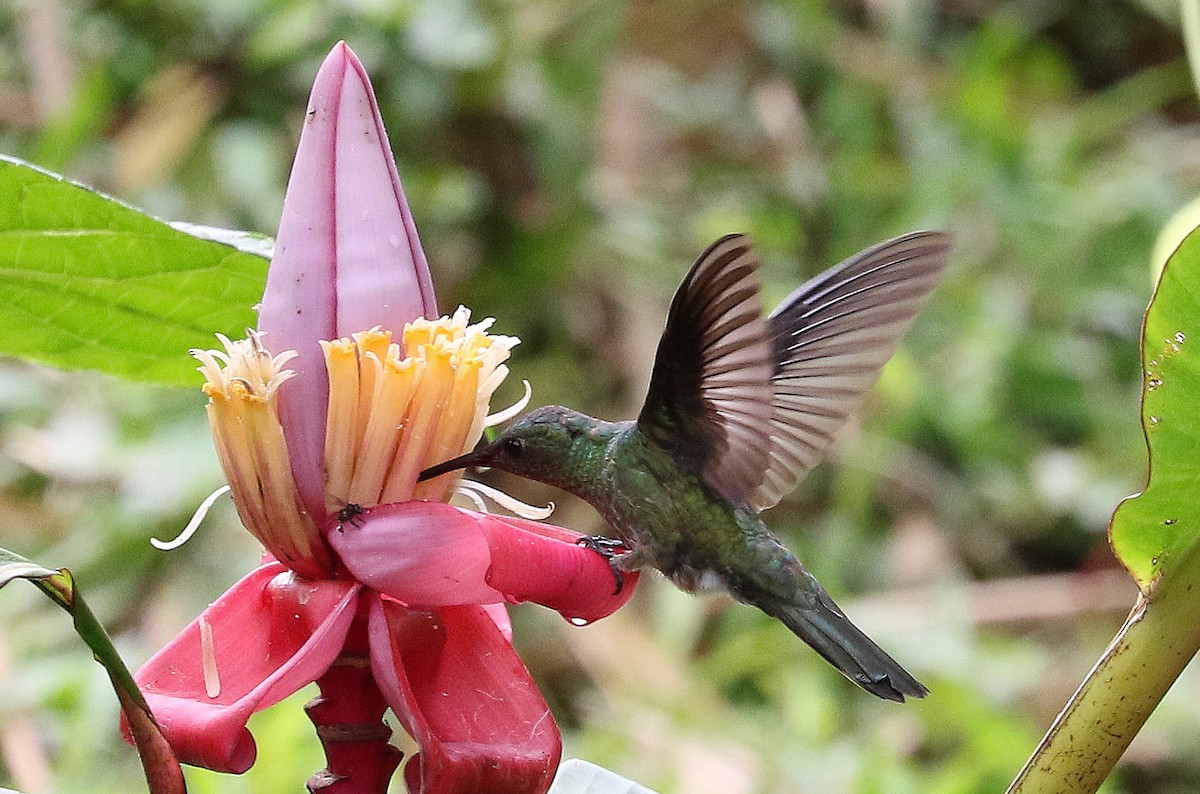 Colibri de Cuvier - ML543192461