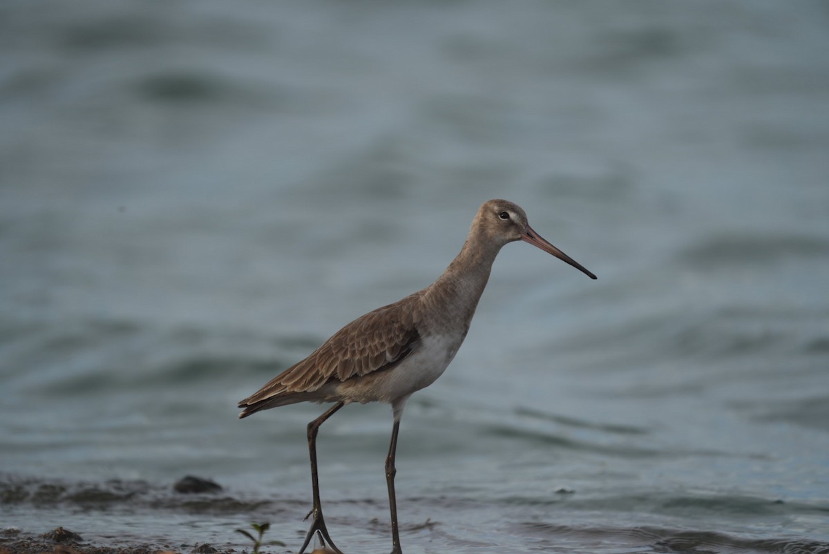 Black-tailed Godwit - ML543192891