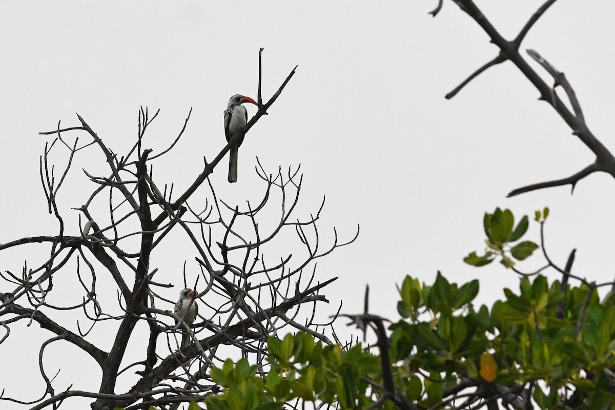 Western Red-billed Hornbill - ML543193161