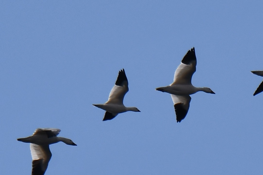 Ross's Goose - ML543194401