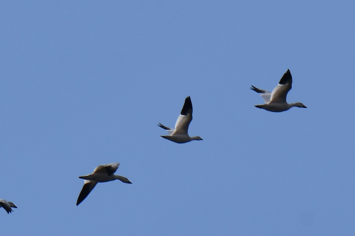 Ross's Goose - ML543194421