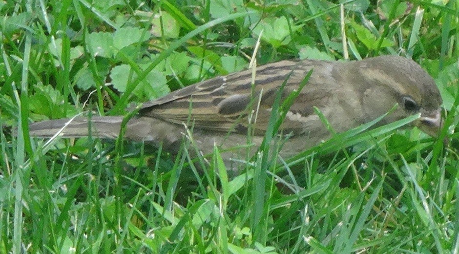 House Sparrow - ML543194571