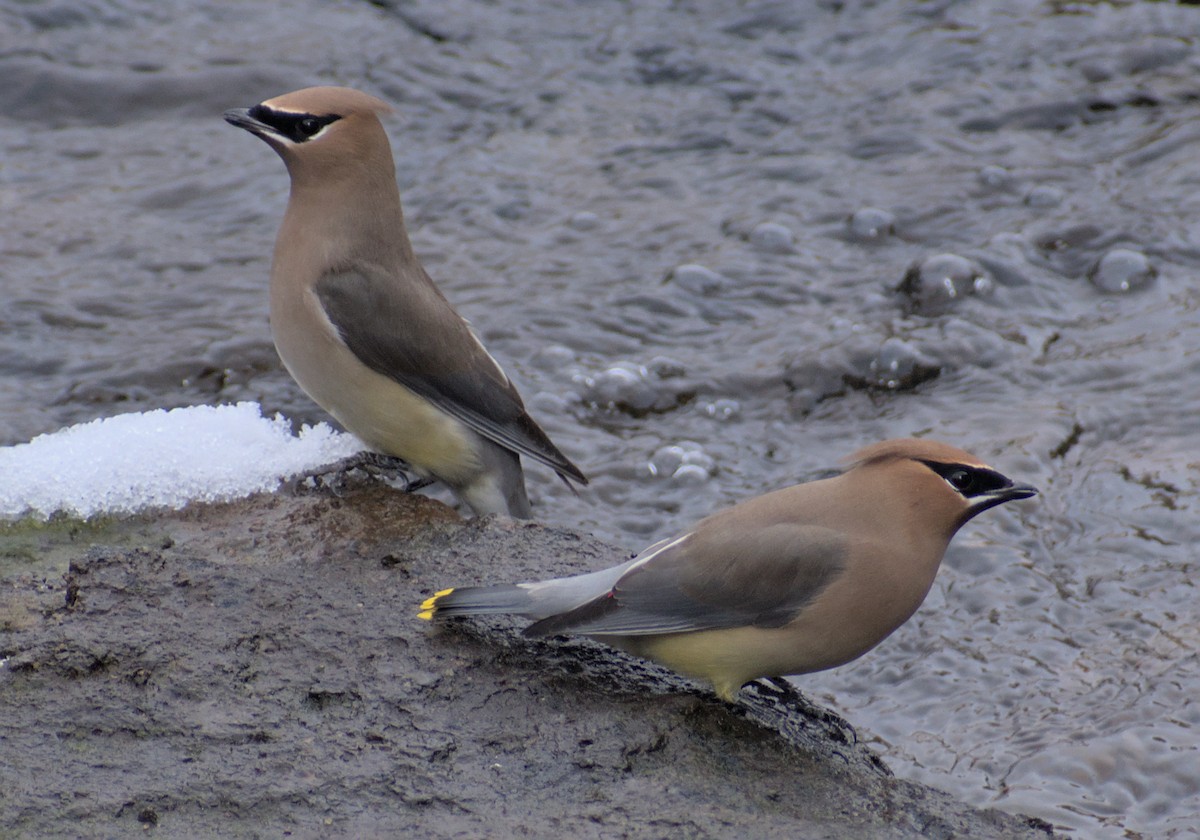 Cedar Waxwing - ML543197721