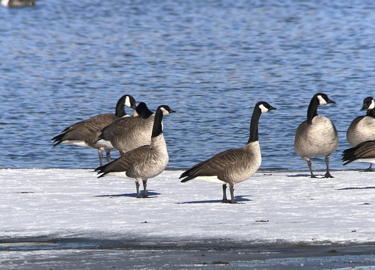 Canada Goose (canadensis Group) - ML543198661