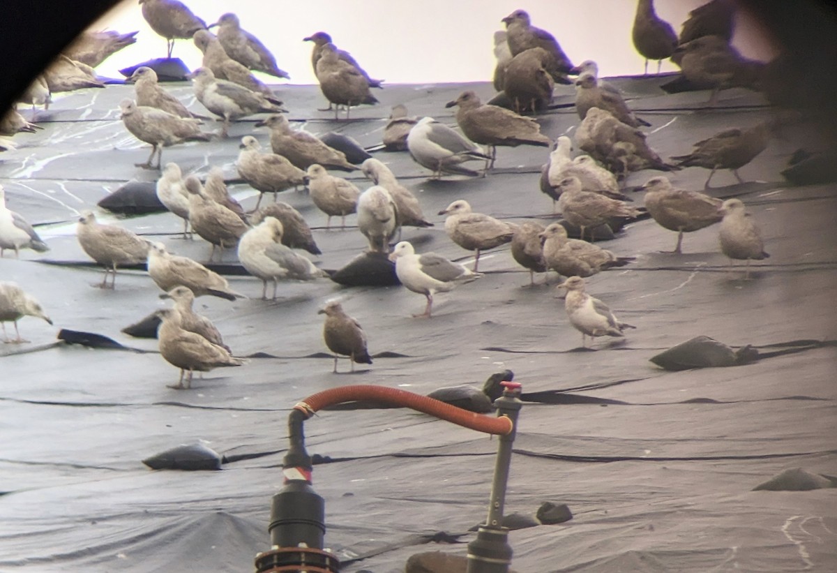 Herring x Glaucous-winged Gull (hybrid) - ML543199291