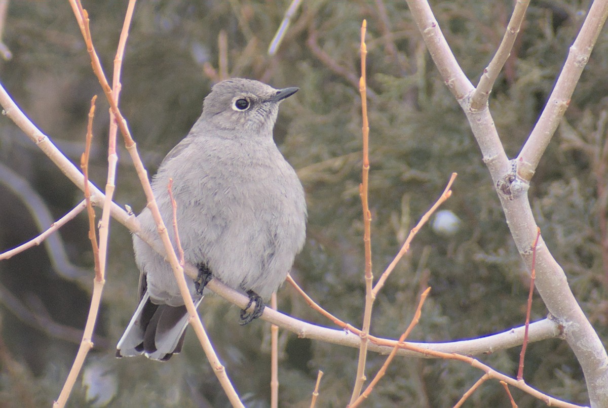 Townsend's Solitaire - ML543200611