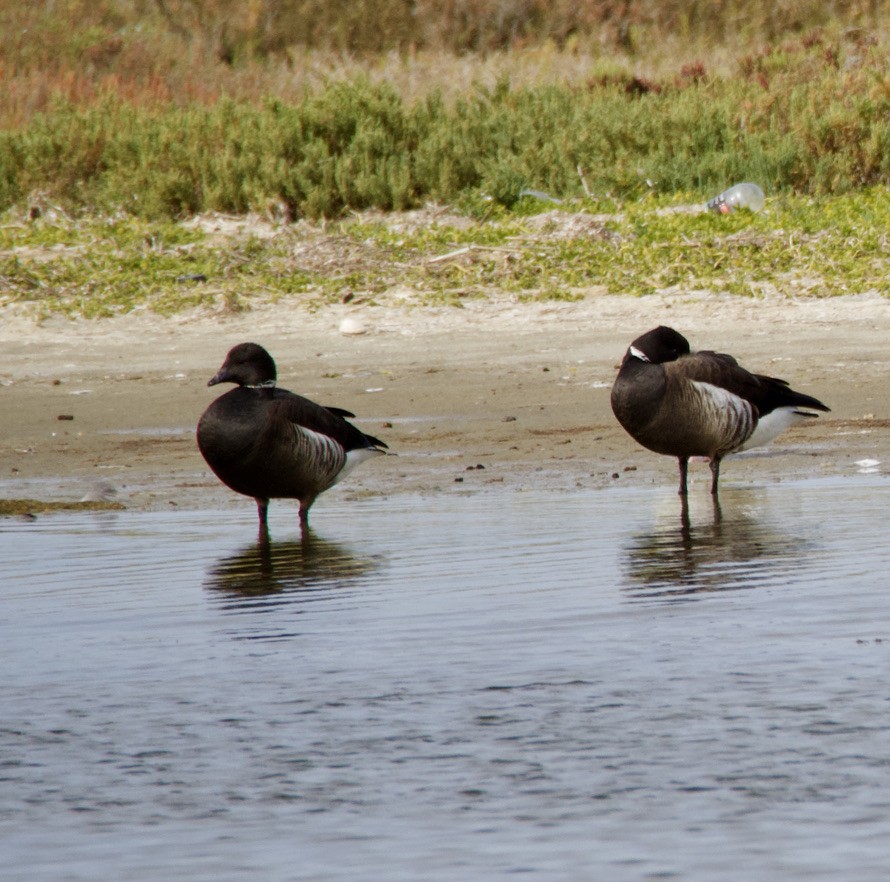 Brant - ML543201751