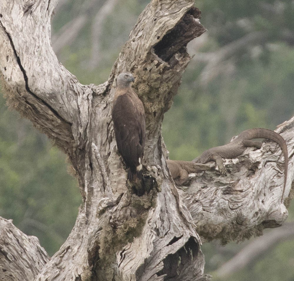 Gray-headed Fish-Eagle - ML543203151