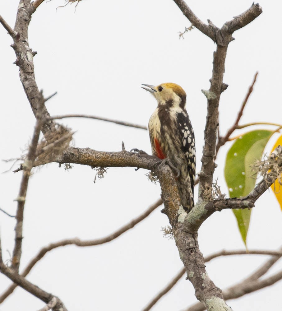 Yellow-crowned Woodpecker - Lindy Fung
