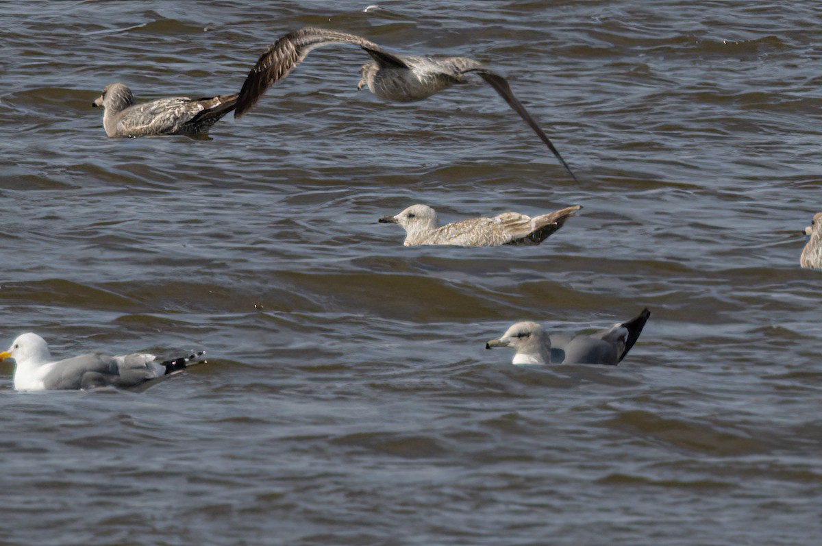 Gaviota Groenlandesa (thayeri) - ML543203331