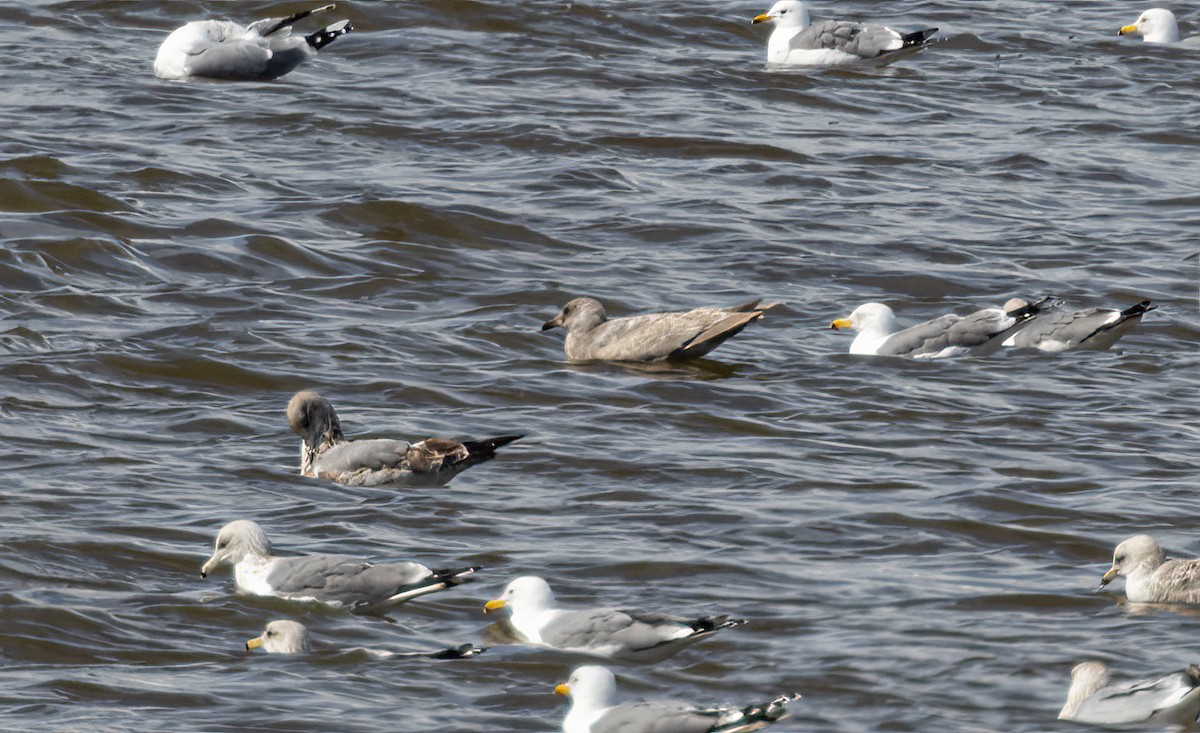 Glaucous-winged Gull - Gary Woods