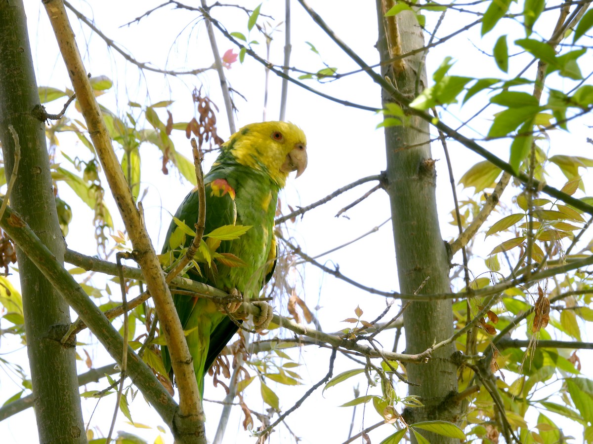 Yellow-headed Parrot - ML543203881