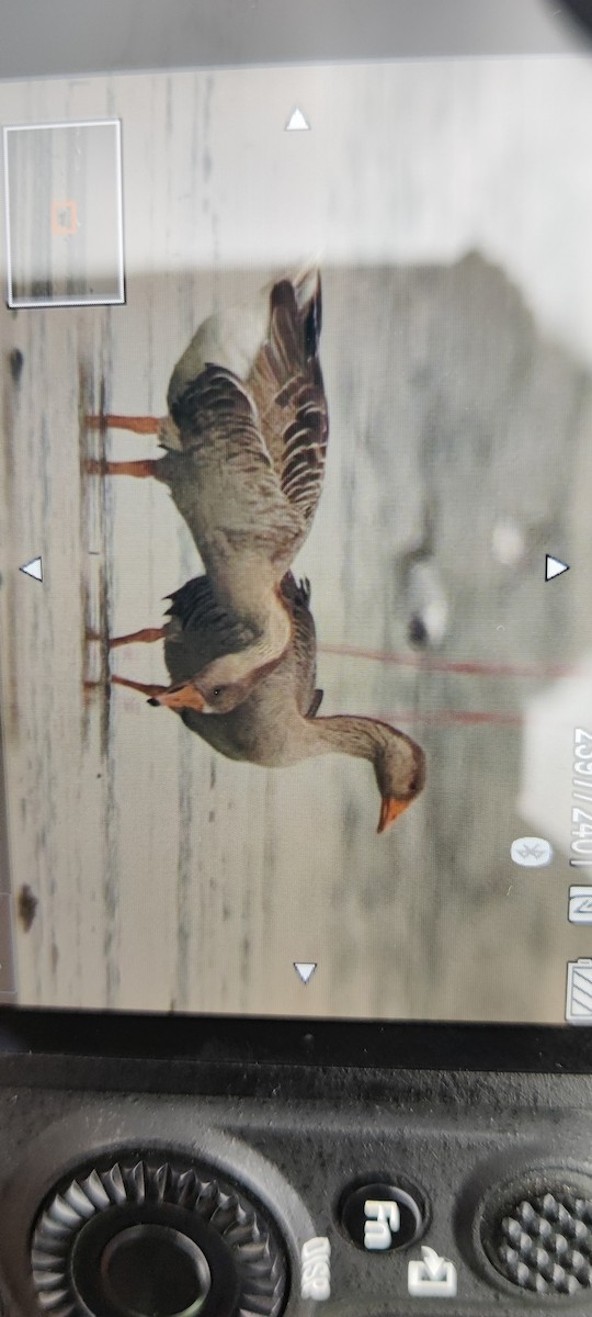 Greater White-fronted Goose - Sajan Raju