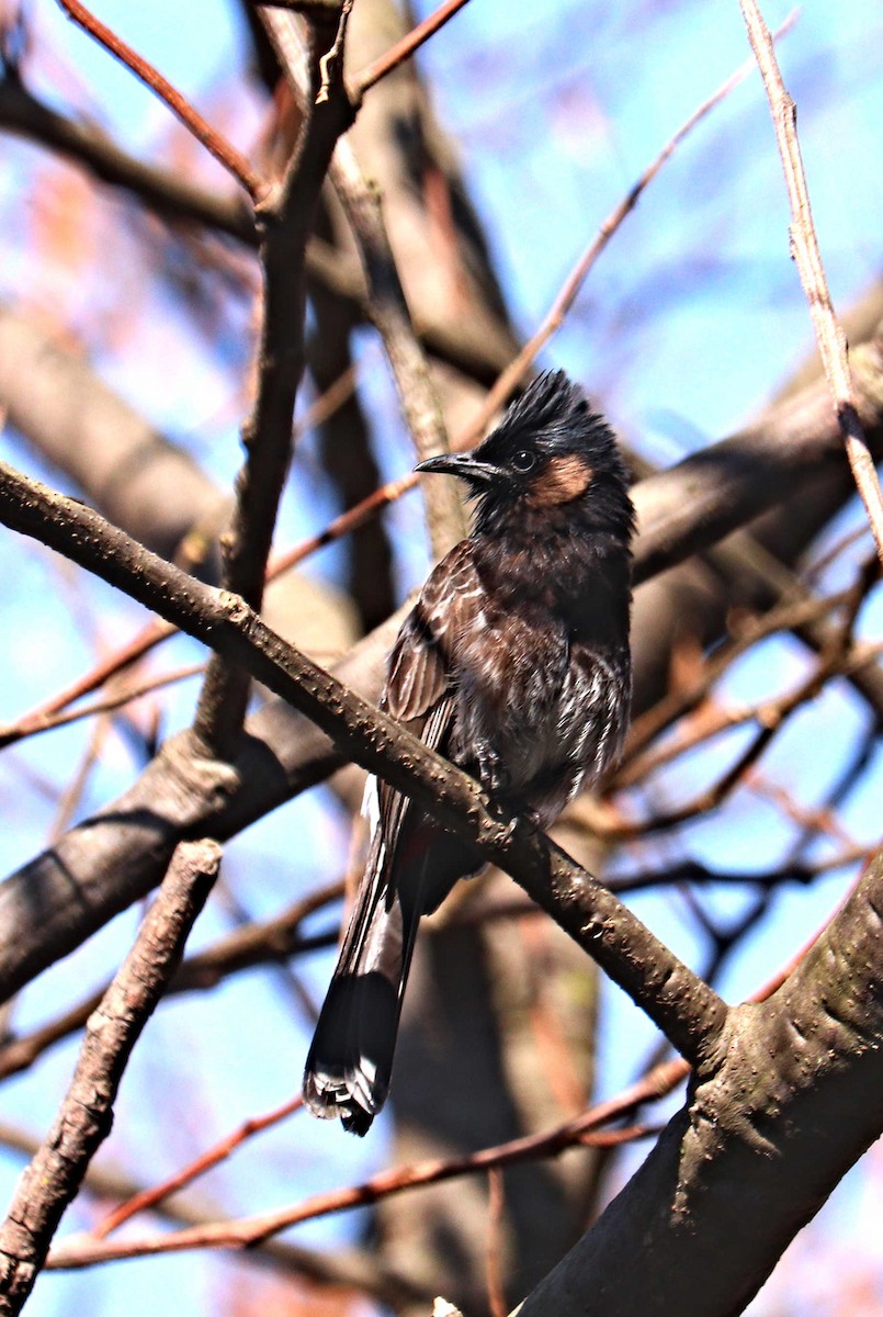 Red-vented Bulbul - ML543206411