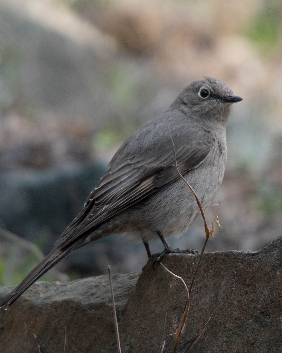 Townsend's Solitaire - Brendan Burns