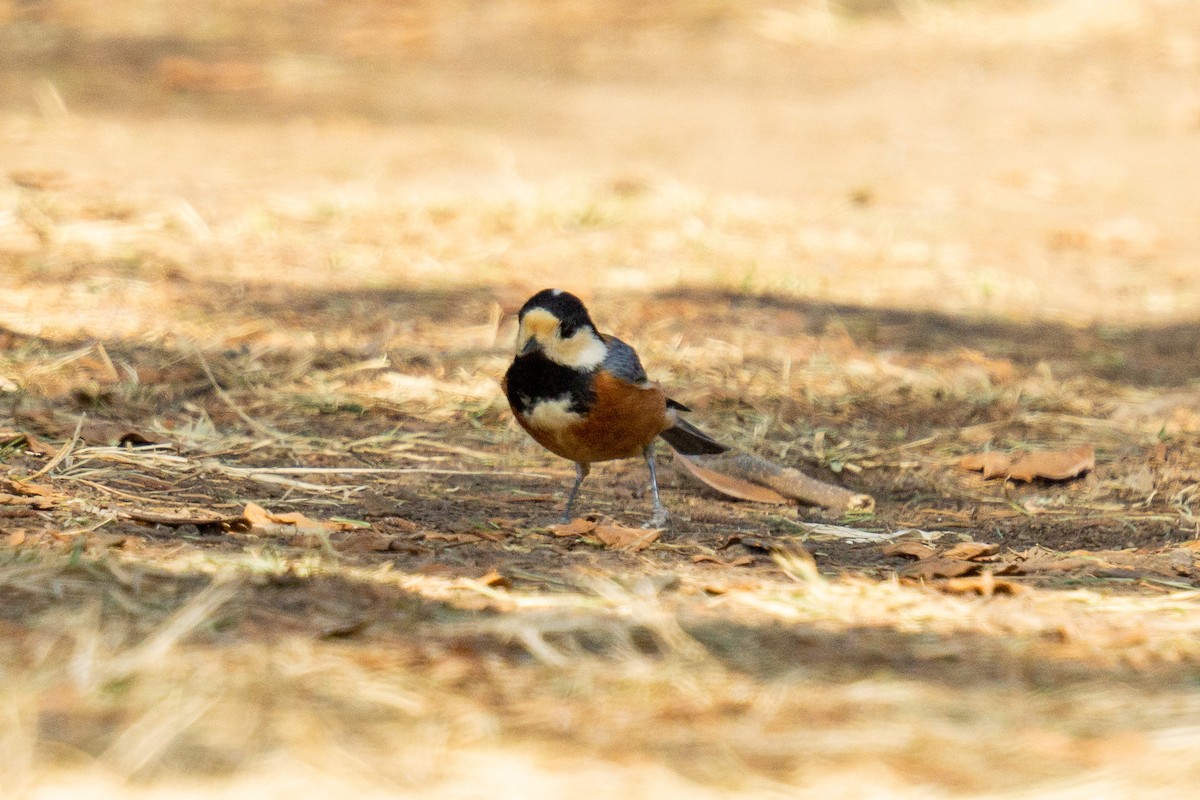 Varied Tit - ML543206821