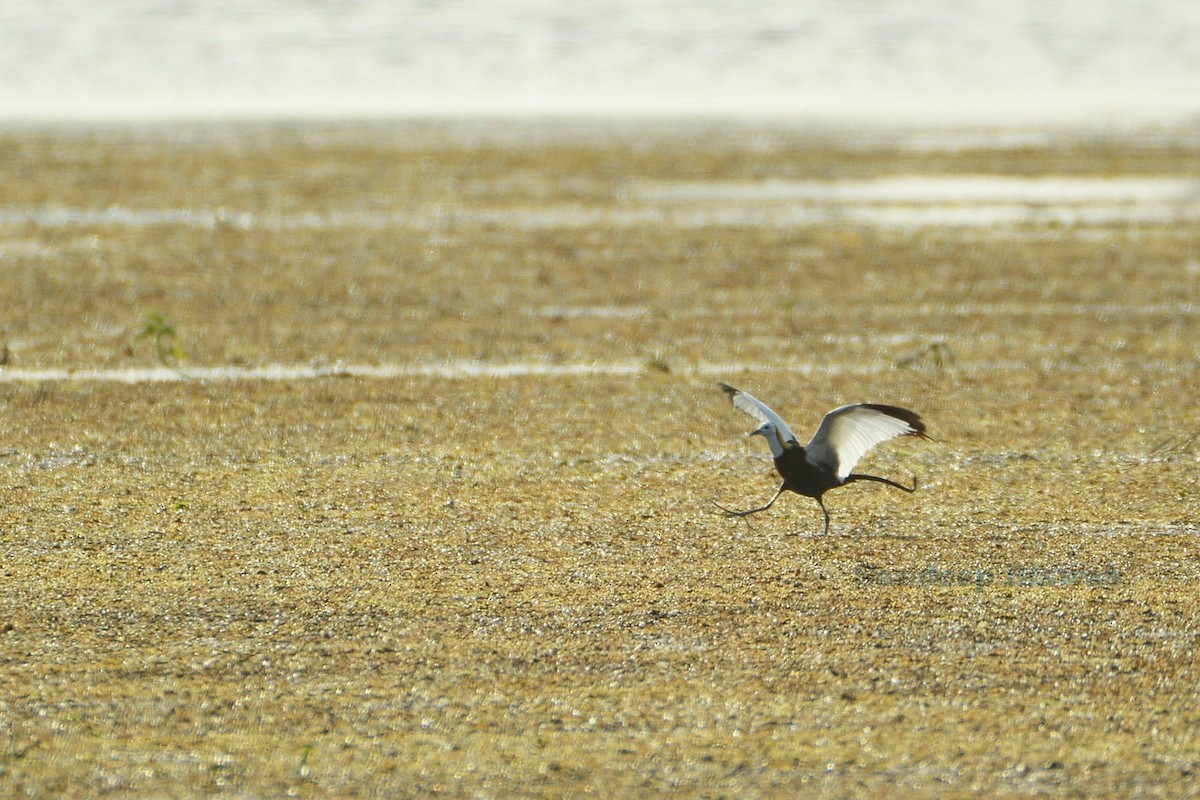 Pheasant-tailed Jacana - ML543207201