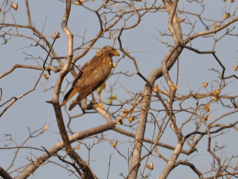 White-eyed Buzzard - ML543207461