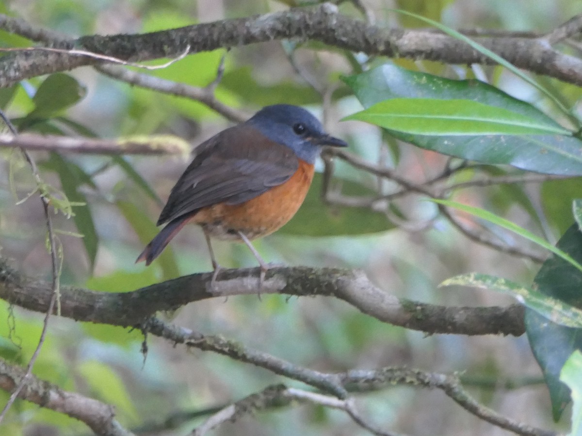 Amber Mountain Rock-Thrush - ML543208271