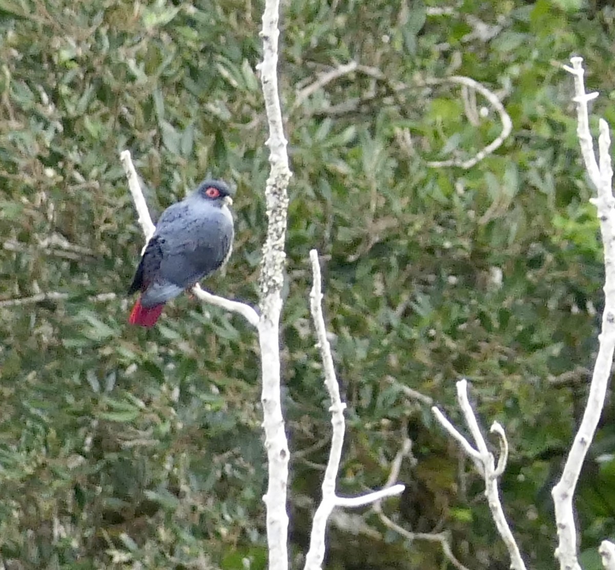 Madagaskar Mavi Güvercini - ML543208921