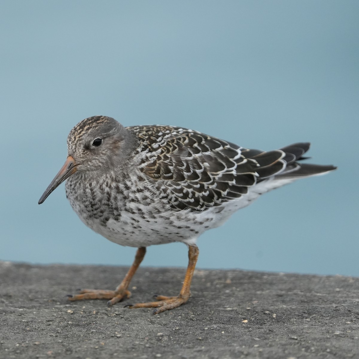 Purple Sandpiper - ML543209041