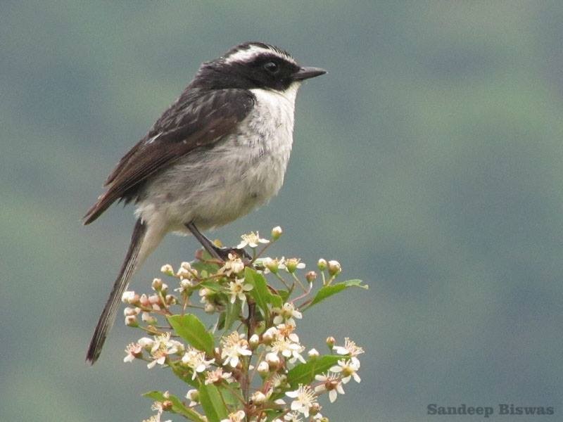 Gray Bushchat - ML543209541